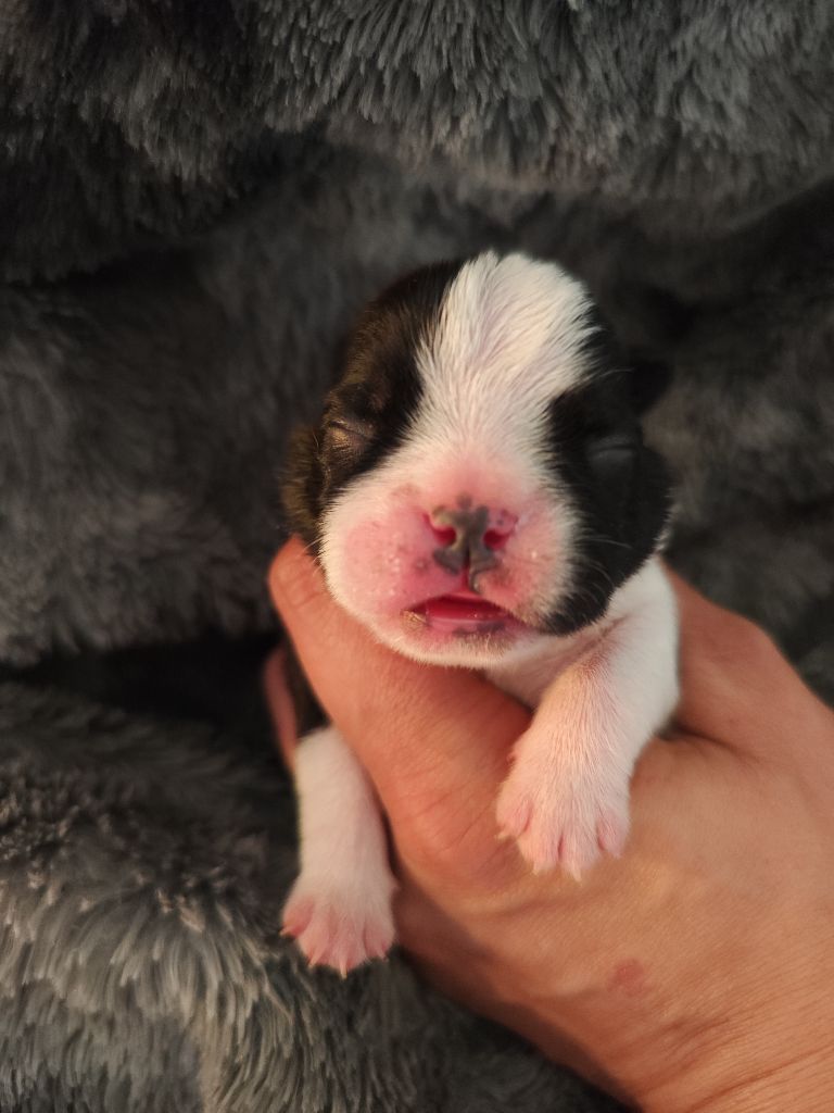 Von Narkos - Chiot disponible  - Boston Terrier