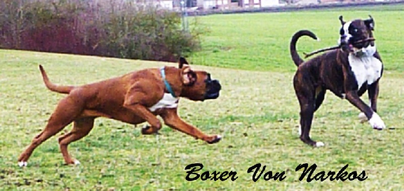 Boxers en folie