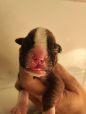 CHIOT